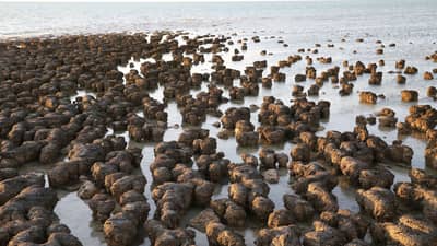 Stromatolites.