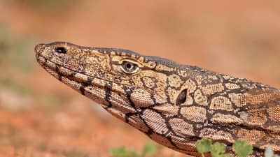 Perentie.