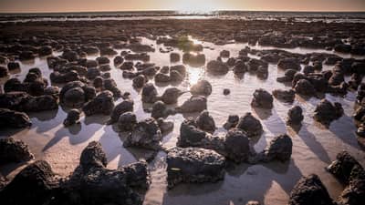 Stromatolites.