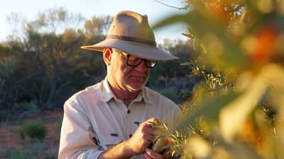 Richard McLellan monitoring Sandalwood trees at Hamelin Reserve.