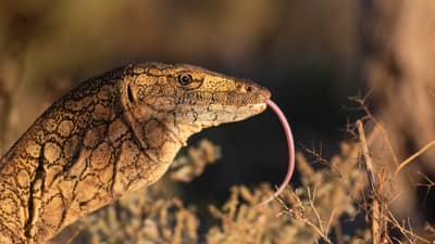 Perentie (our largest goanna) with tongue sticking out.