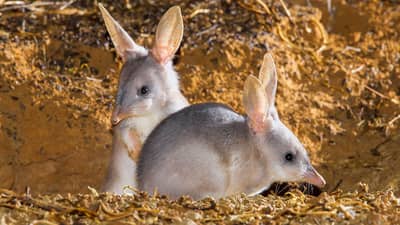 Two Bilbies.