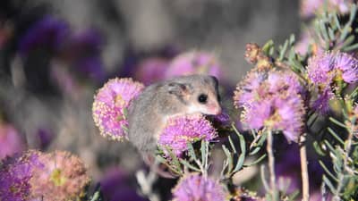 Pygmy Possum in purple flowers.