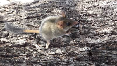 Red-tailed Phascogale at Kojonup Reserve.
