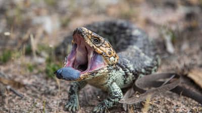 Blue tongue lizard.