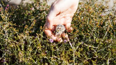 Honey Possum in hand. Photo William Marwick.