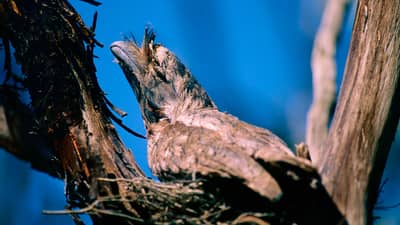 Tawny Frogmouth on nest. Photo Jiri Lochman.