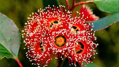 Flowering Red Moort.