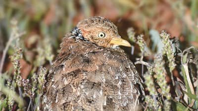 The front cover of Bushtracks Spring 2022 newsletter shows a rare Plains Wanderer bird on Boolcoomatta Reserve.