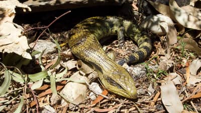A Blue-tongue Lizard.