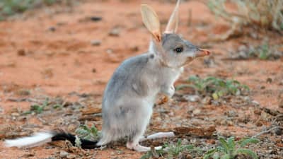 A juvenile Bilby, a rabbit-like, grey mammal with a long, pointed nose, long ears, and a long, fuzzy, black-and-white tail.