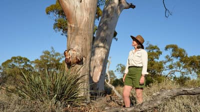 Ecologist Fiamma Riviera inspects a mature gum tree at Wanarra.