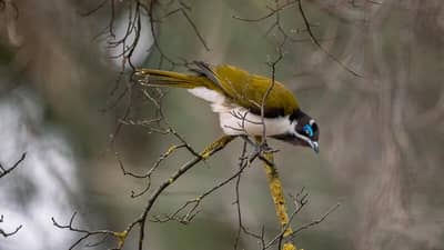 Blue-faced Honeyeater in the Tarcutta region, NSW. Photo by Annette Ruzicka.