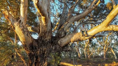 Boolcoomatta Reserve Manager Kurt Tschirner in his favourite tree, a massive, spreading Red Gum, at Boolcoomatta Reserve.