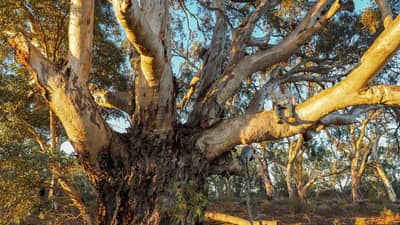 Boolcoomatta Reserve Manager Kurt Tschirner in his favourite tree, a massive, spreading Red Gum, at Boolcoomatta Reserve.