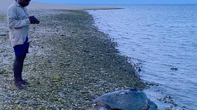 Tracking Shelly Gurdulu as she sets off.