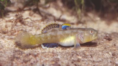The Edgbaston Goby.