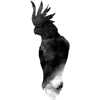 Cockatoo icon