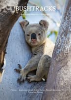 Koala wedged in the fork of a tree on cover of Bushtracks Magazine, Spring 2025.
