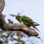A Swift Parrot at Tarcutta Hills Reserve. Photo Richard Taylor.