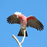 Pink Cockatoo. Photo Anthony Darlington.