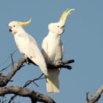 Sulphur-crested Cockatoos