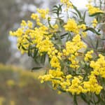 Golden Wattle in flower.