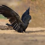 Red tailed Black Cockatoo.