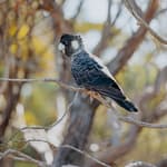 Carnaby's Black Cockatoo at Monjebup Reserve. Photo Krysta Guille.