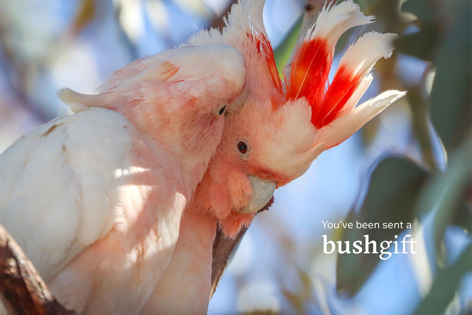 Gift card with two Pink Cockatoos.