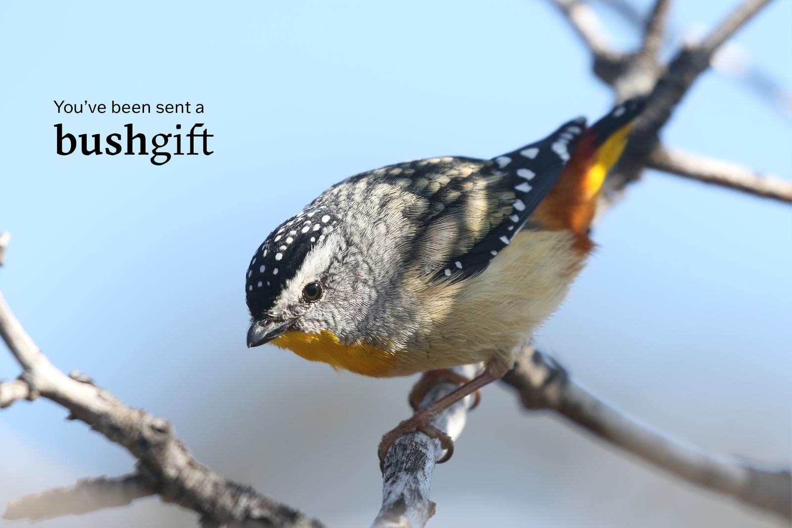 Gift card featuring a Spotted Pardalote.