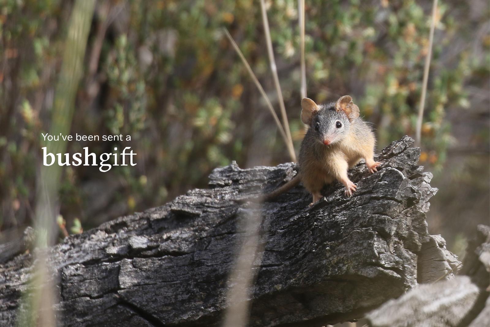 Gift card featuring a Yellow-footed Antechinus.