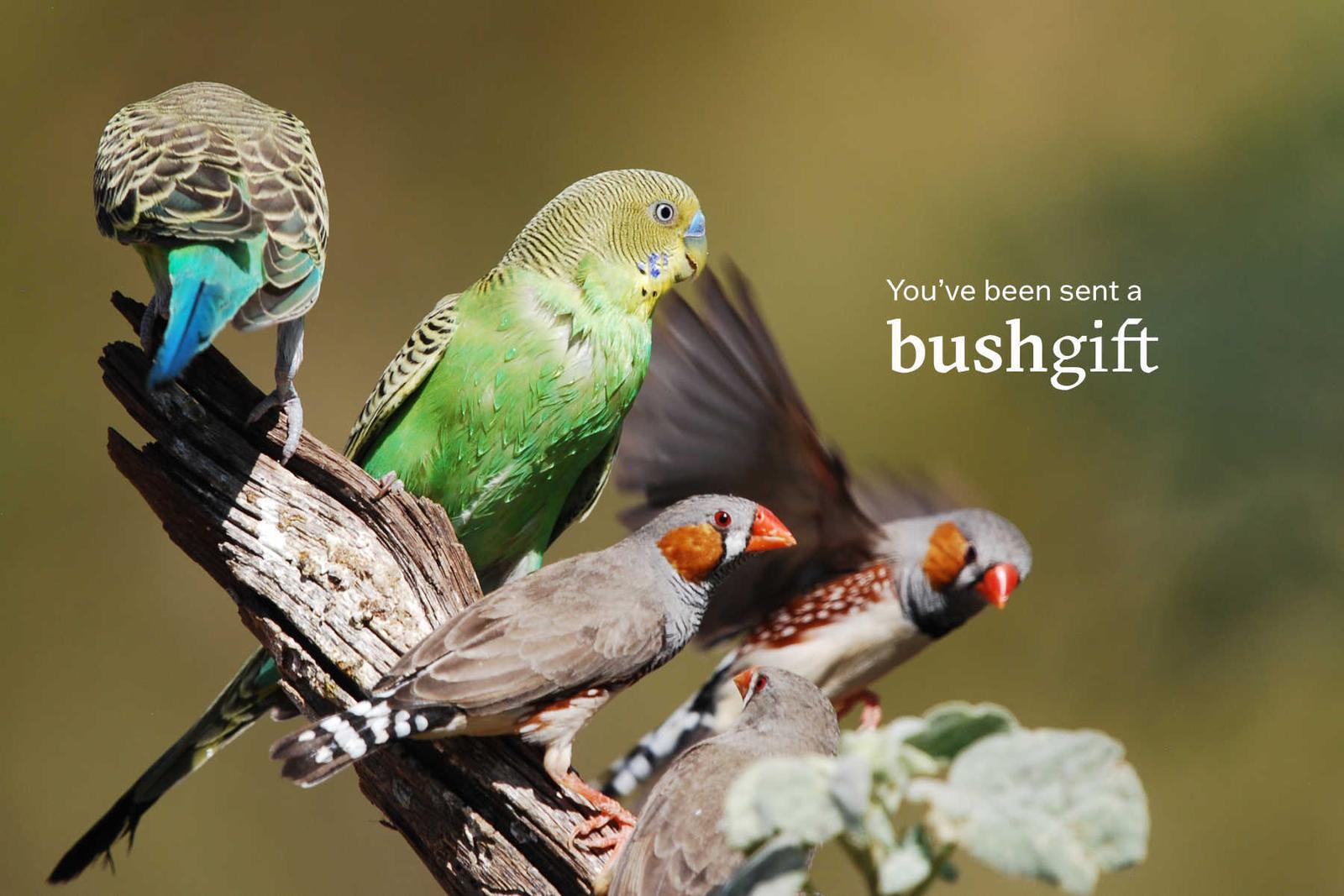 Budgerigars and finches gift card.