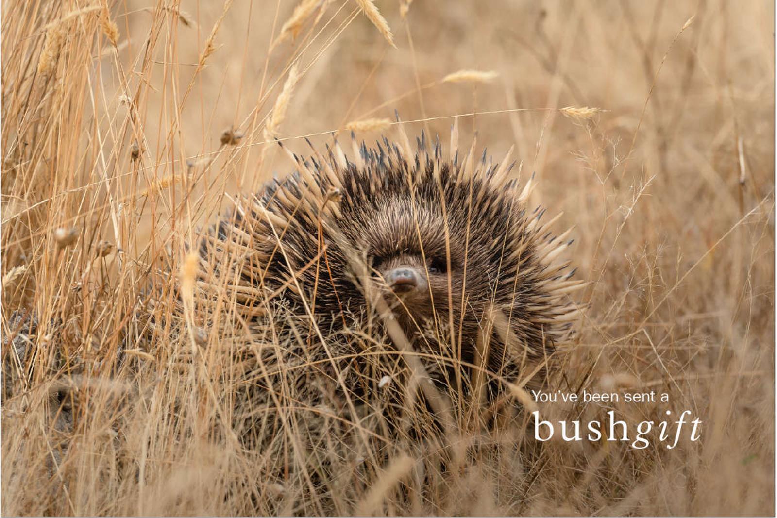 Echidna Gift Card.