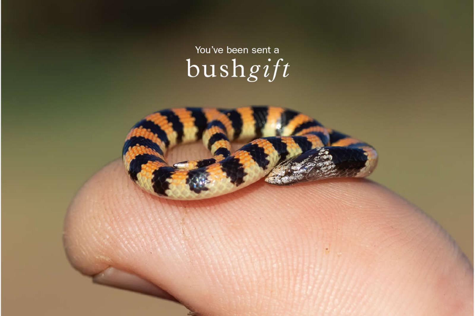 Jan's Banded Snake Gift Card.