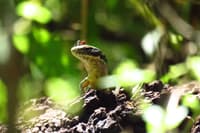 A Yellow-bellied Water-skink, a small, brown-and-yellow lizard, crouches with its head up and a large, red-and-black ant standing atop its snout at Brogo Reserve.