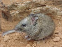 A critically-endangered Central Rock-rat, a small, mouse-like mammal with thick, sandy brown fur, a blunt snout and a furry tail, crouches on orange soil.