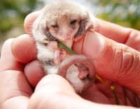 A tiny Western Pygmy Possum curls up with its eyes closed while held in a pair of hands.