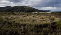A cluster of 20-30 Purple-flag Iris, each a dense tussock, grow in a roughly circular ring at Friendly Beaches Reserve.