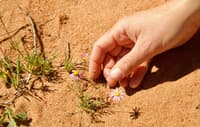 An Everlasting, tiny plant with three purple, daisy-like flowers, grows out of bare sand at Eurardy Reserve. A hand, twice as large as the entire plant, is held next to it for size comparison.