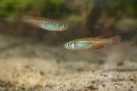 Two Red-finned Blue-eye, tiny fish with slender, iridescent bodies, turquoise eyes, and bright red stripes on their fins, swim in an artesian spring at Edgbaston Reserve.
