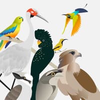 Bird Illustration