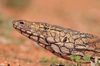 A Perentie, a large lizard with a long snout and tan scales patterned with black like rippling water, on the ground at Hamelin Reserve.