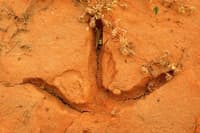 Brolga footprint in the dried floor of a dune swale ephemeral wetland after winter rain.