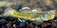 A male Edgbaston Goby. Photo Adam Kerezsy.