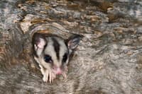 A Sugar Glider sticks its head out of a tree hollow.