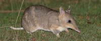 Eastern Barred Bandicoot.