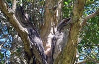 Tawny Frogmouths blending in to background while perched in a tree.
