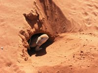 A bearded dragon emerging from a hole at Ethabuka Reserve, Qld.