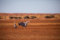 Brolgas dancing. Photo Krystle Wright.